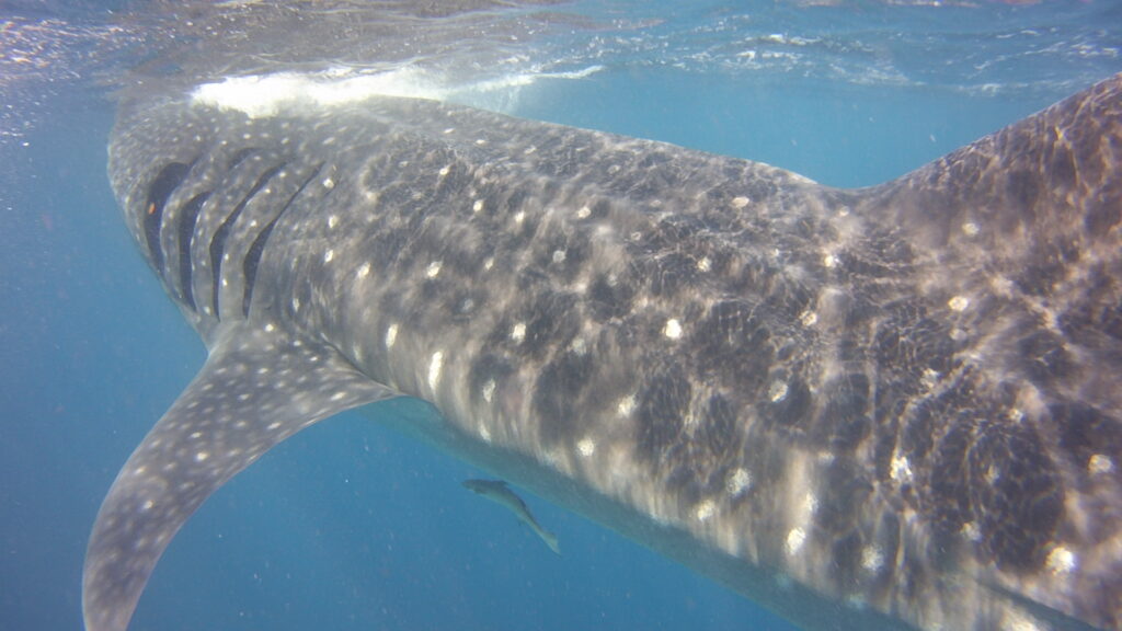 Cancun whale shark tours
