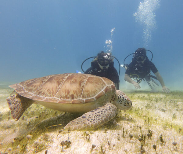 Puerto Morelos Diving (Discovery Dive) - Image 2