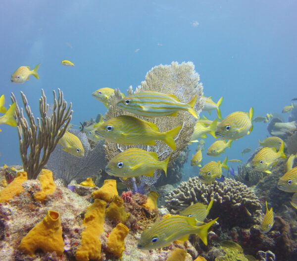 Puerto Morelos Diving (Discovery Dive) - Image 5