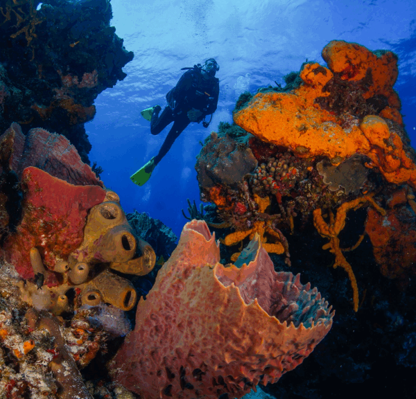 Cozumel - Image 3