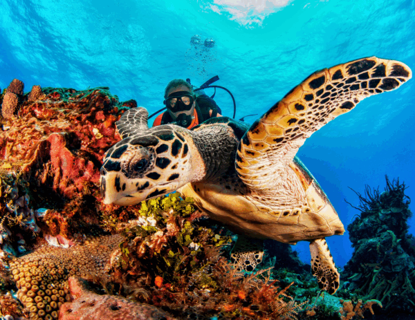 Cozumel - Image 5