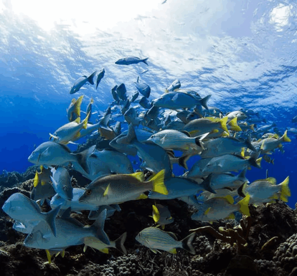 Cozumel - Image 6