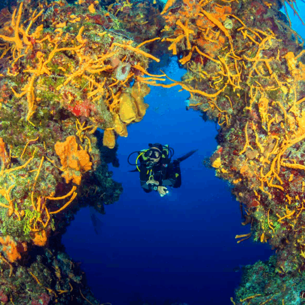 cozumel dives